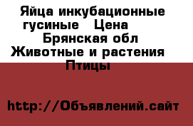 Яйца инкубационные гусиные › Цена ­ 90 - Брянская обл. Животные и растения » Птицы   